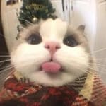 Ismael Ceballos avatar